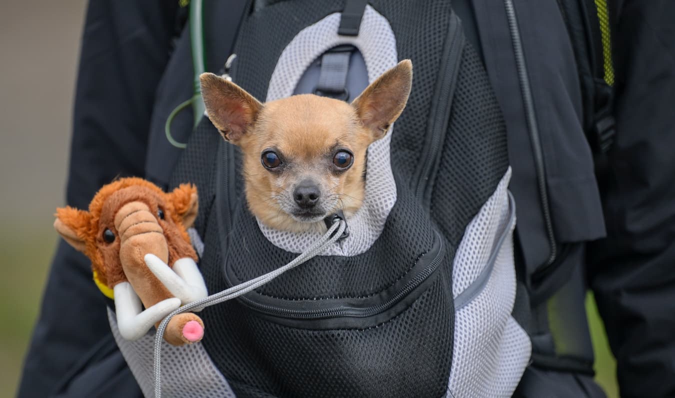 Cómo preparar la mochila: nuestros mejores consejos y trucos